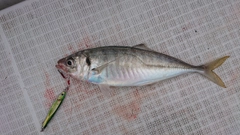 マアジの釣果