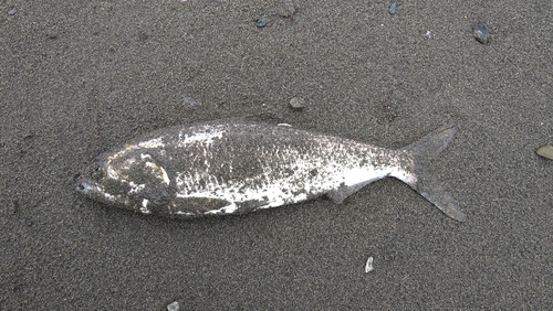 コノシロの釣果