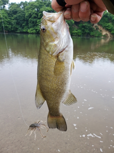 スモールマウスバスの釣果