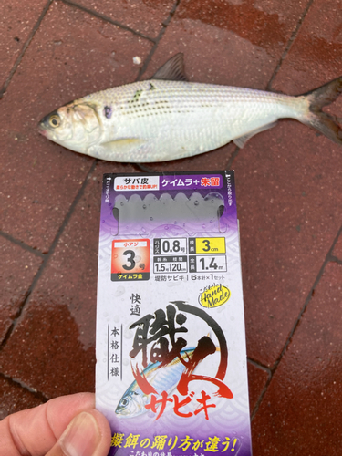 コノシロの釣果