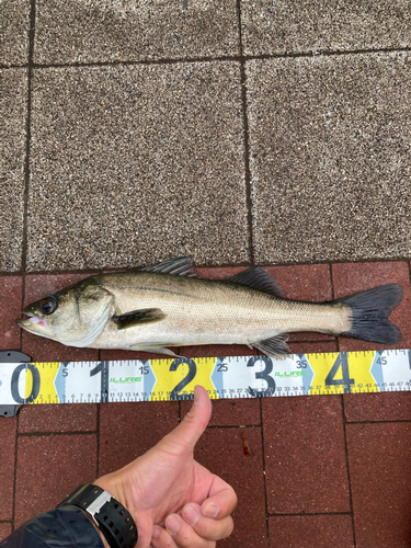 フッコ（マルスズキ）の釣果