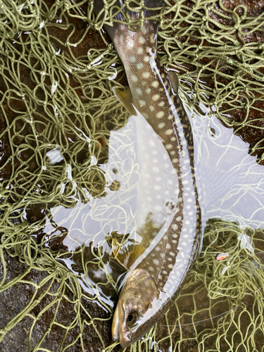 アメマスの釣果