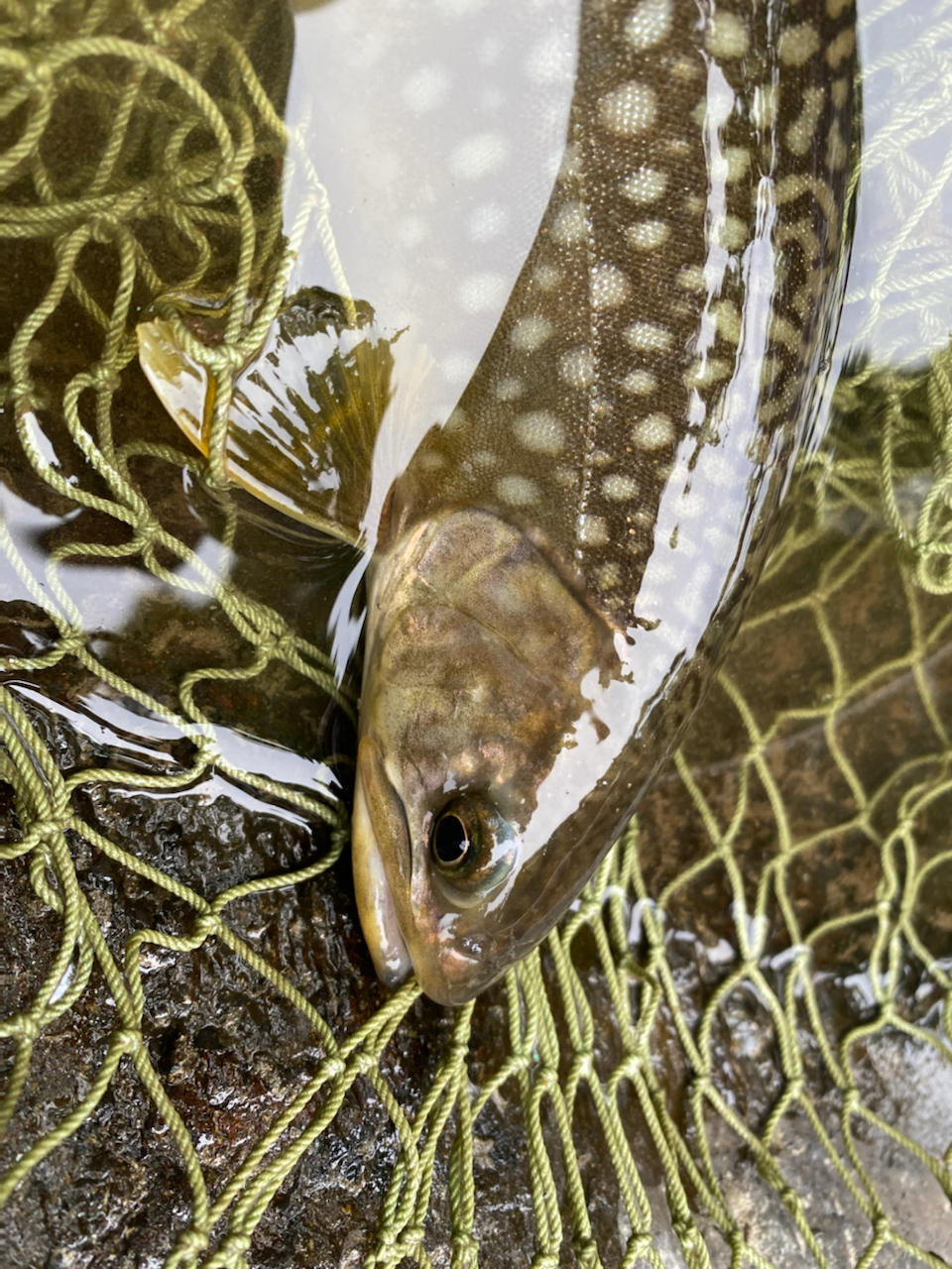 アメマス