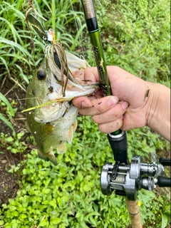 ラージマウスバスの釣果