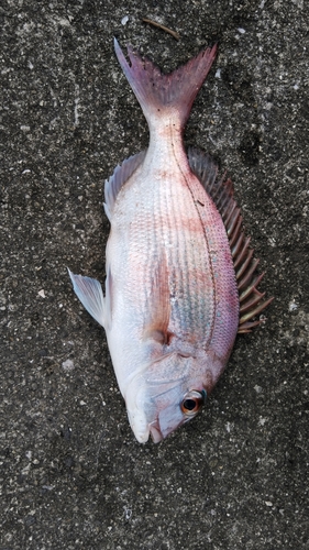 釣果