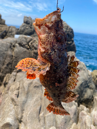 オニカサゴの釣果