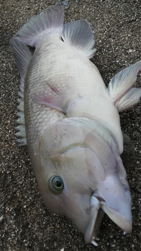 カンダイの釣果