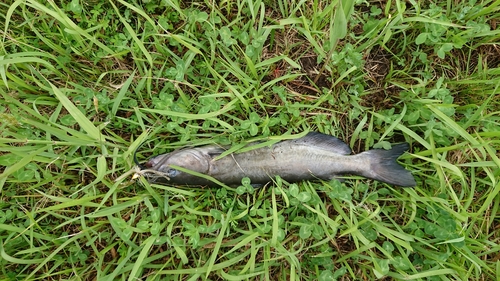 アメリカナマズの釣果