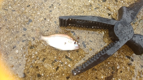 タイの釣果