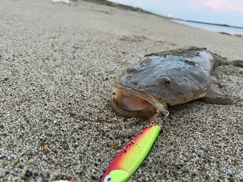 マゴチの釣果