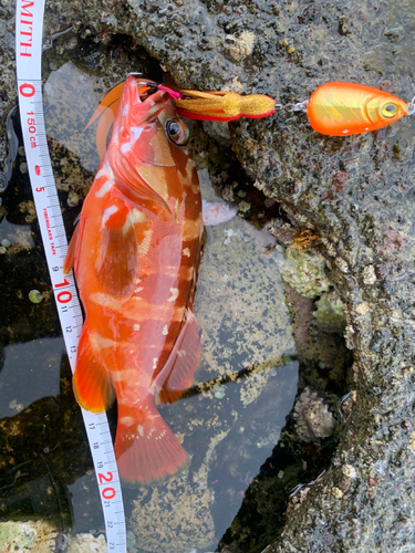 アカハタの釣果