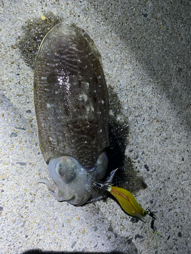 モンゴウイカの釣果