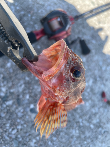 カサゴの釣果