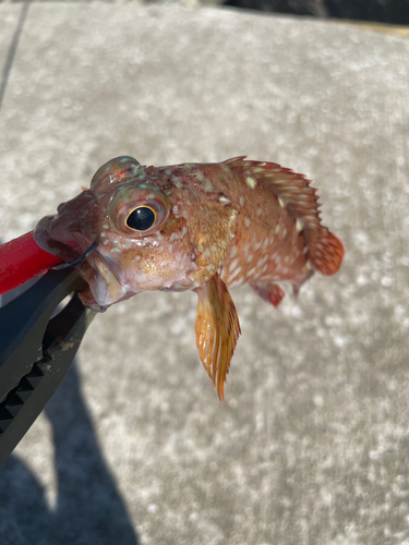 カサゴの釣果