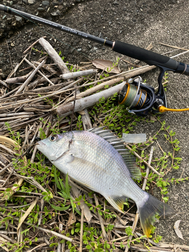 キビレの釣果