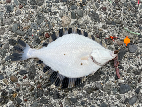 カワガレイの釣果