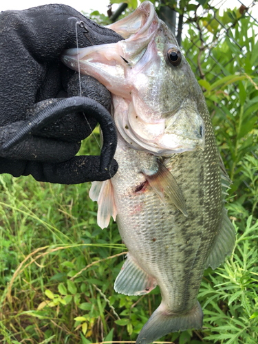 ラージマウスバスの釣果