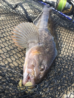 アイナメの釣果