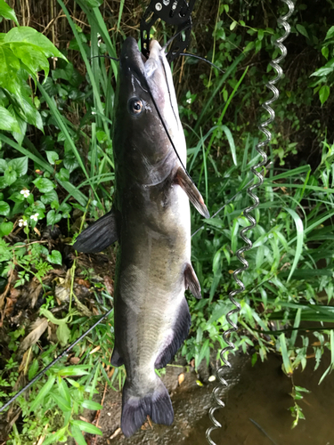 ナマズの釣果