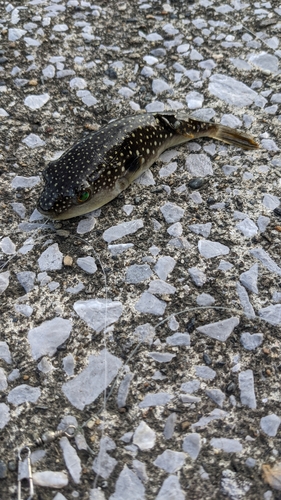 クサフグの釣果