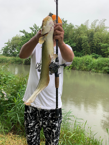 マナマズの釣果