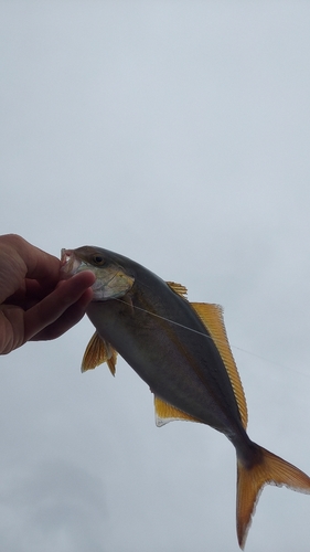 ショゴの釣果