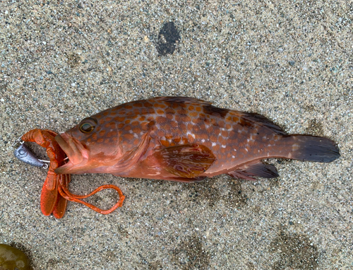 キジハタの釣果