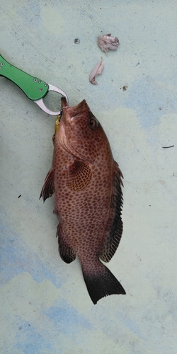 オオモンハタの釣果