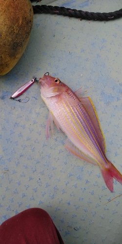 イトヨリダイの釣果