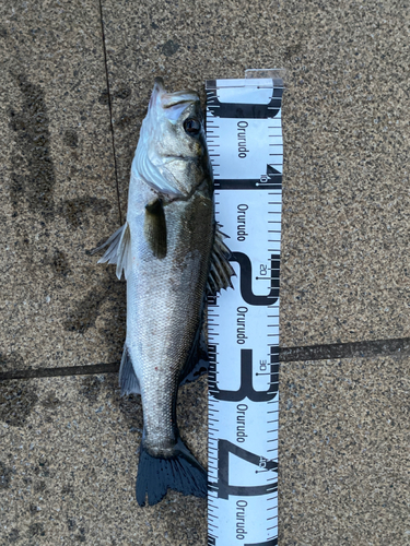 フッコ（マルスズキ）の釣果