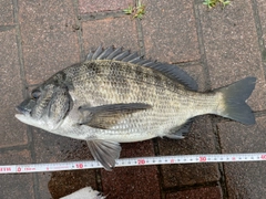 クロダイの釣果