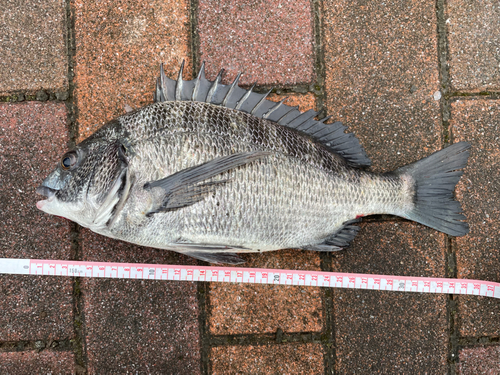 クロダイの釣果