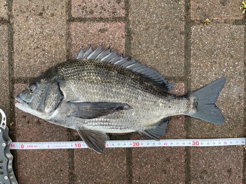 クロダイの釣果