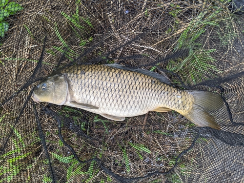 コイの釣果