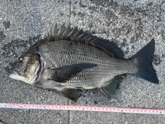 クロダイの釣果