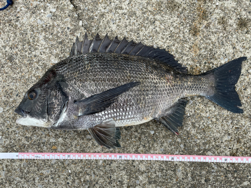 クロダイの釣果