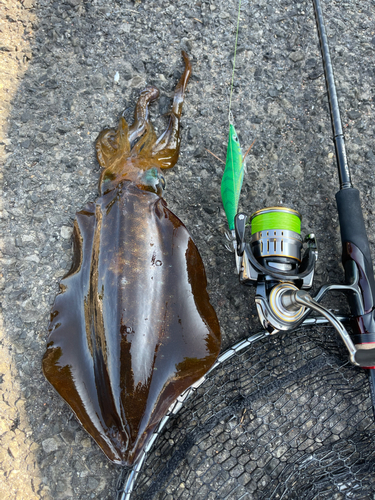 アオリイカの釣果