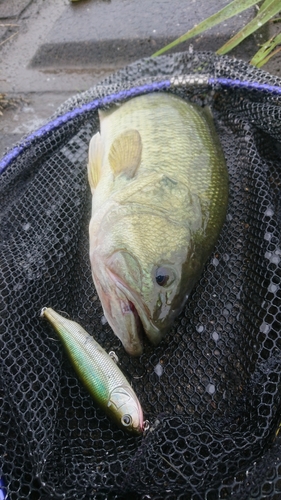 ラージマウスバスの釣果