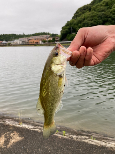 ラージマウスバスの釣果