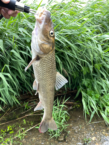 ニゴイの釣果