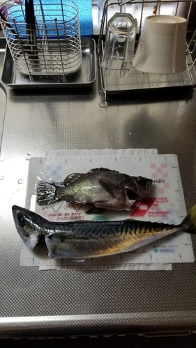 サバの釣果