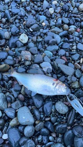 コノシロの釣果