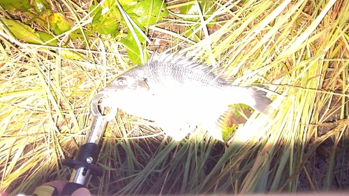 キビレの釣果