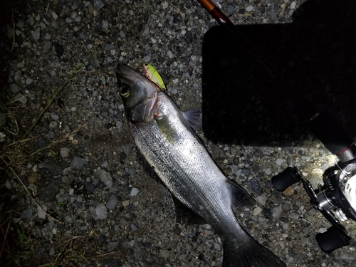 スズキの釣果