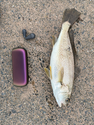 イシモチの釣果