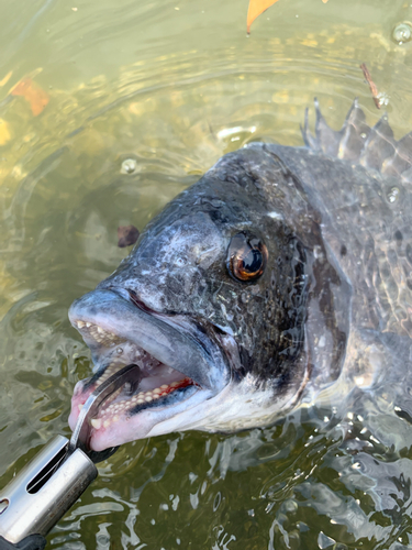 チヌの釣果