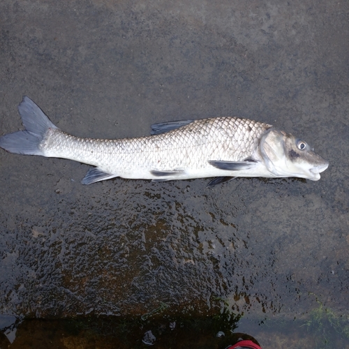 ニゴイの釣果