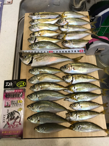 アジの釣果