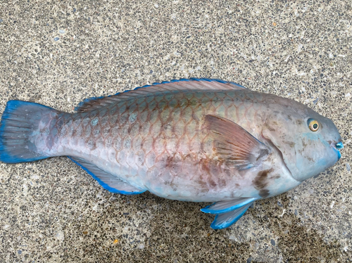 アオブダイの釣果