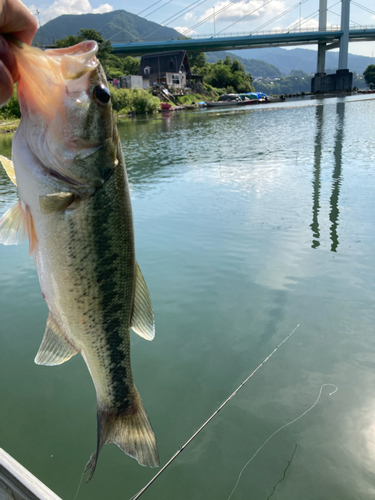 ラージマウスバスの釣果